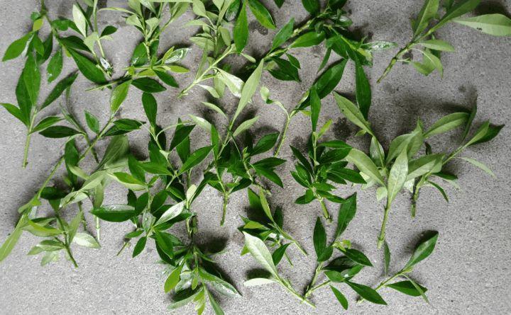 夏季扦插老是死? 注意这6点, 大白根呼呼冒!