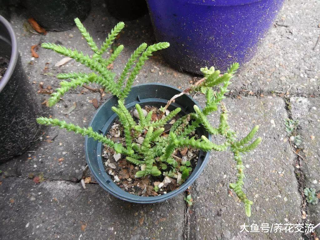 长相特别有趣的若绿, 这种多肉植物的花朵还带有发霉的味道