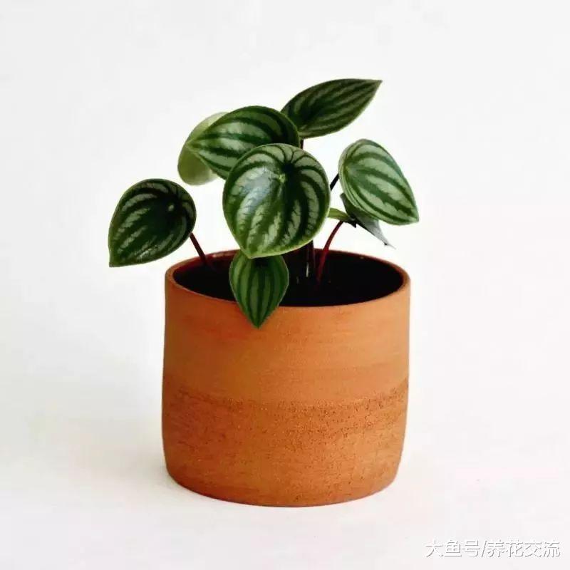 这些清新靓丽的室内小盆栽, 养在办公室里面就特别优雅迷人