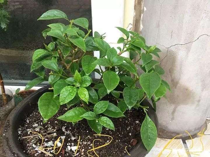 三角梅就得趁热剪, 黄叶焦边一消灭, 新芽呼呼长不停!