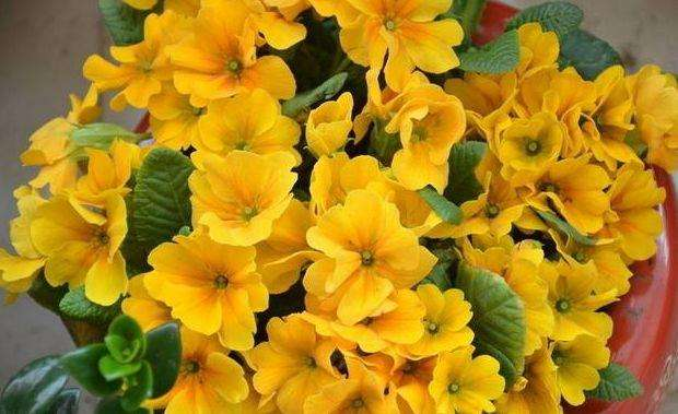 阳台种这“3种”花, 耐养香气扑鼻, 不小心养成一片“花海”!