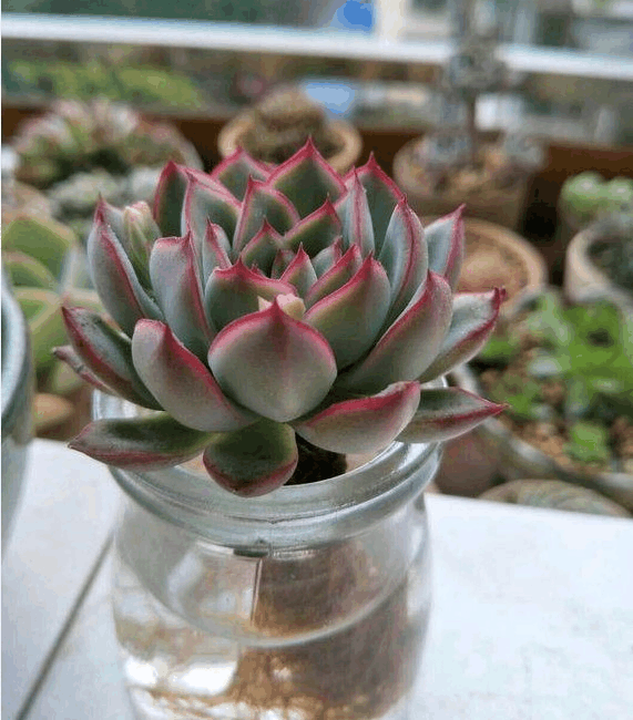 多肉养不好? 整棵丢水里, 大白芽蹭蹭冒, 棵棵水灵灵!