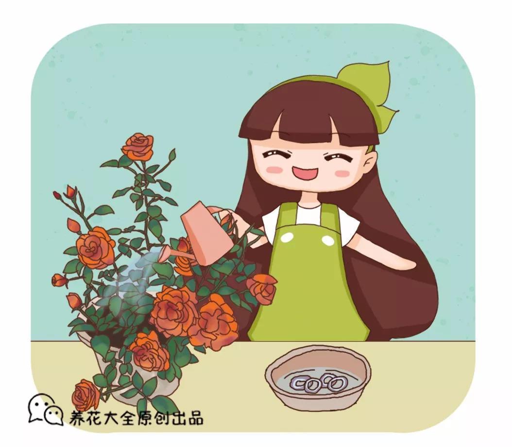给花喝点洋葱水, 2天蚊虫全死光, 花朵猛开撑爆盆!