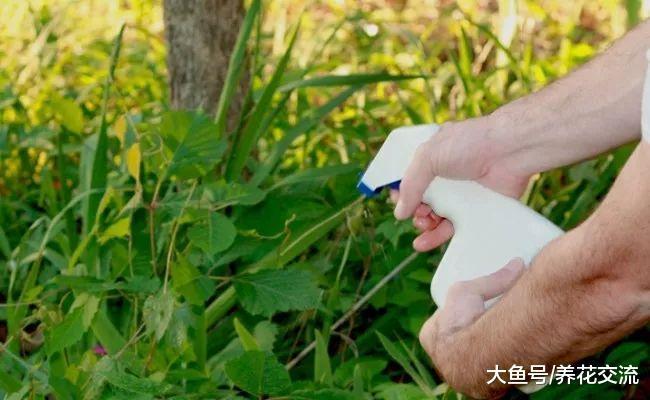 食用醋在院子里的11种园艺作用, 清除病虫的使用技巧