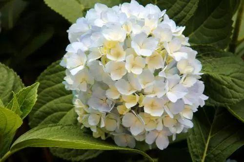总是发愁怎么还不开花? 你不懂花花需要什么, 花儿也愁怎么开!