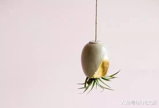 自制DIY空中悬挂空气凤梨吊盆, 几分钟就能制作出来