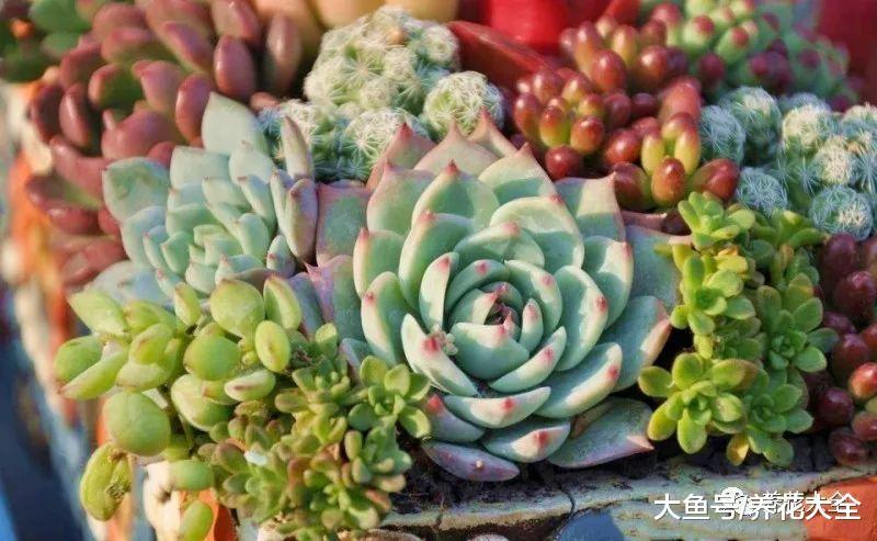 多肉到了休眠期, 注意这几点, 让你的肉肉越长越美!