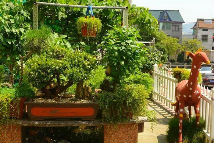 花痴老公, 6年把家变成花果山, 每月花5千来养花!