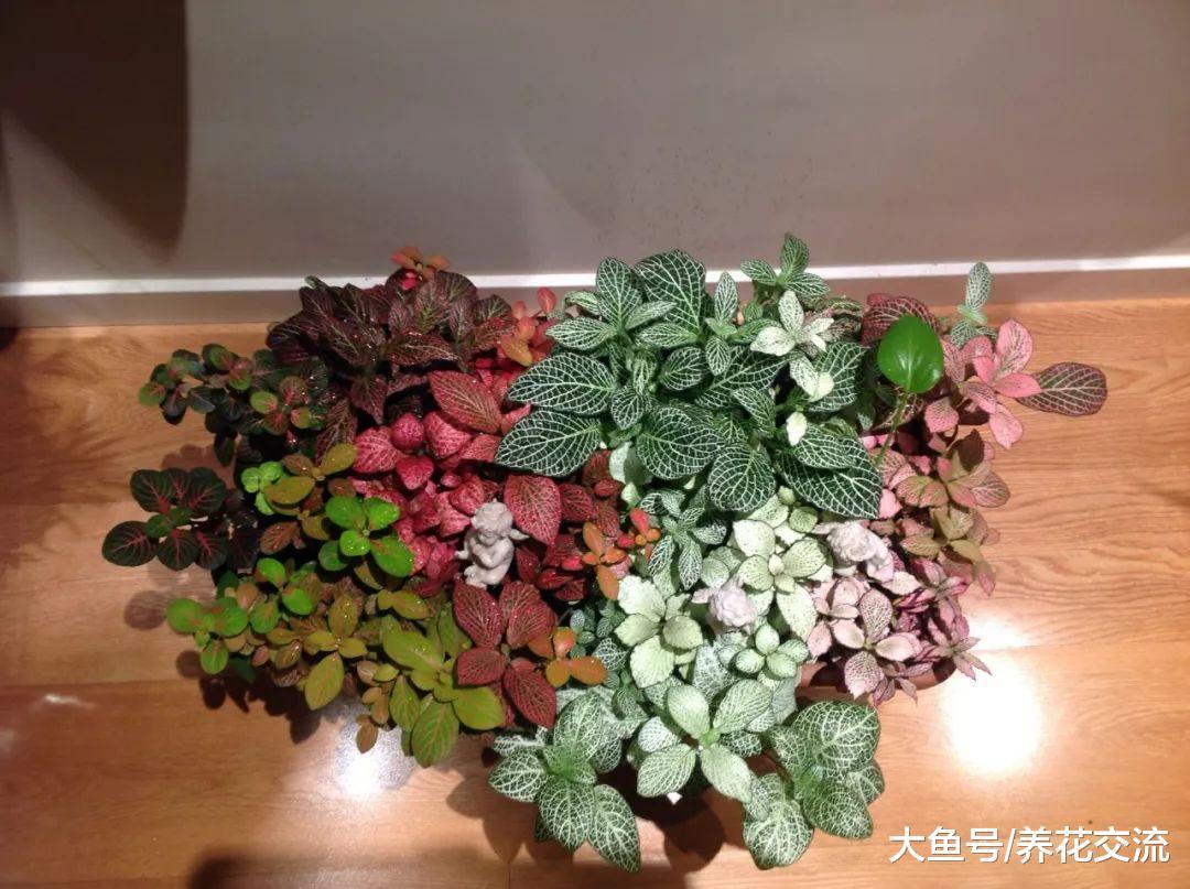 一天不浇水就容易蔫的盆栽植物, 经常把植物浇死的朋友可以养一盆