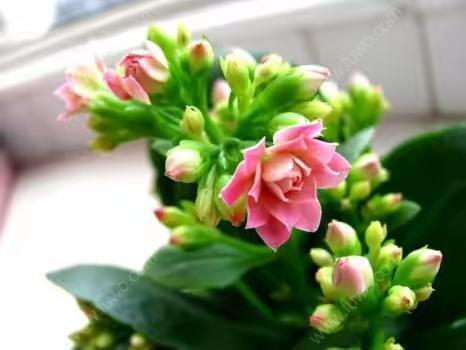 冬天养这种“花”, 越冷开越旺, 一盆开花将近200朵!