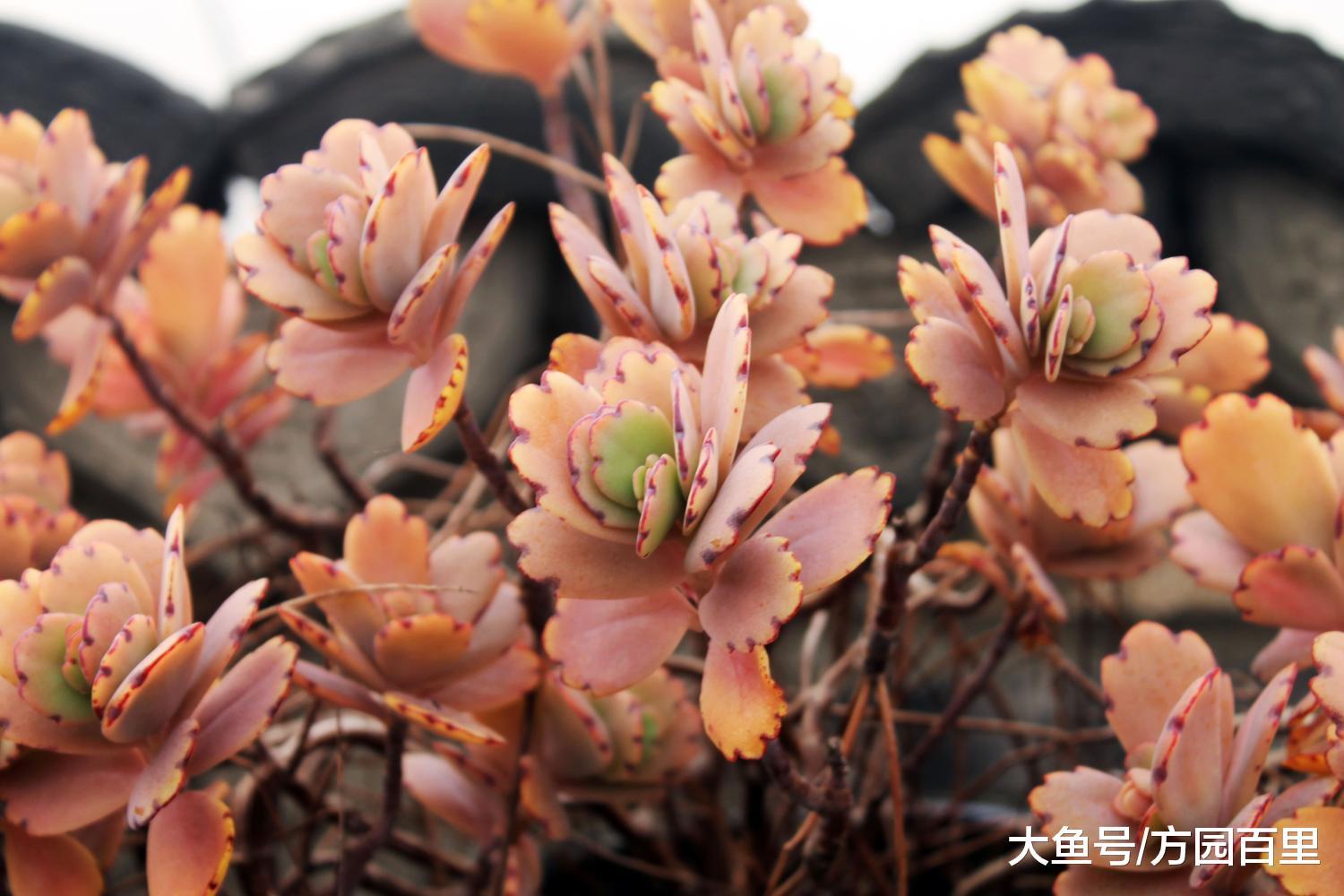 多肉植物室外养护还是室内养护?