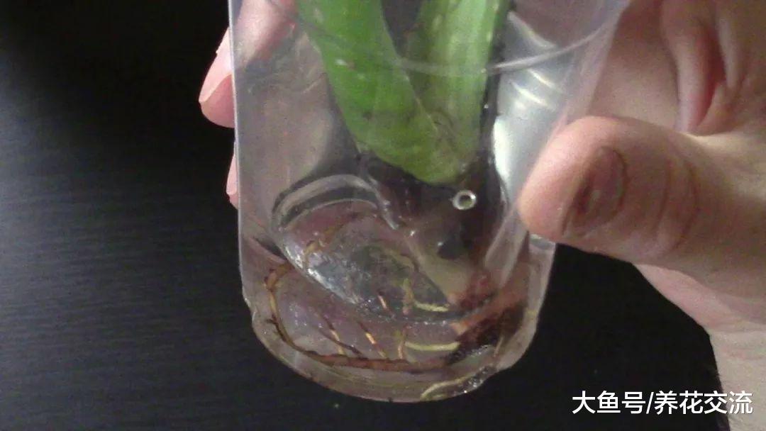 芦荟水培繁殖, 千万不要放放窗台上晒, 很快就变色了