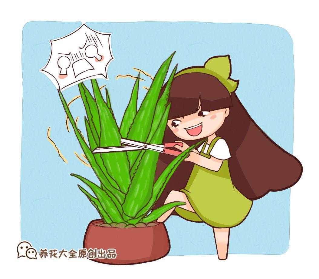 家里这些花, 用刀砍1刀, 1盆变10盆!