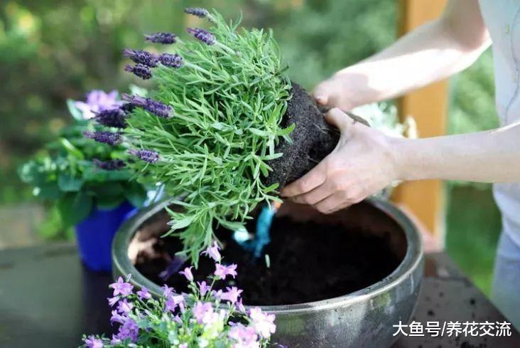 没想要盆栽养护薰衣草还有这几个技巧, 难怪我的不能开花