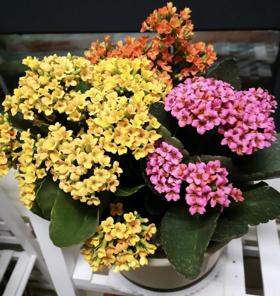 长寿花、蟹爪兰“不开花”, 听老花匠一说, 知道没做这“3步”!