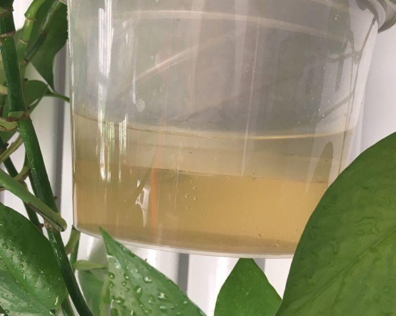 家里的花养不活? 懒人盆别乱用, 不然烂根又黄叶!