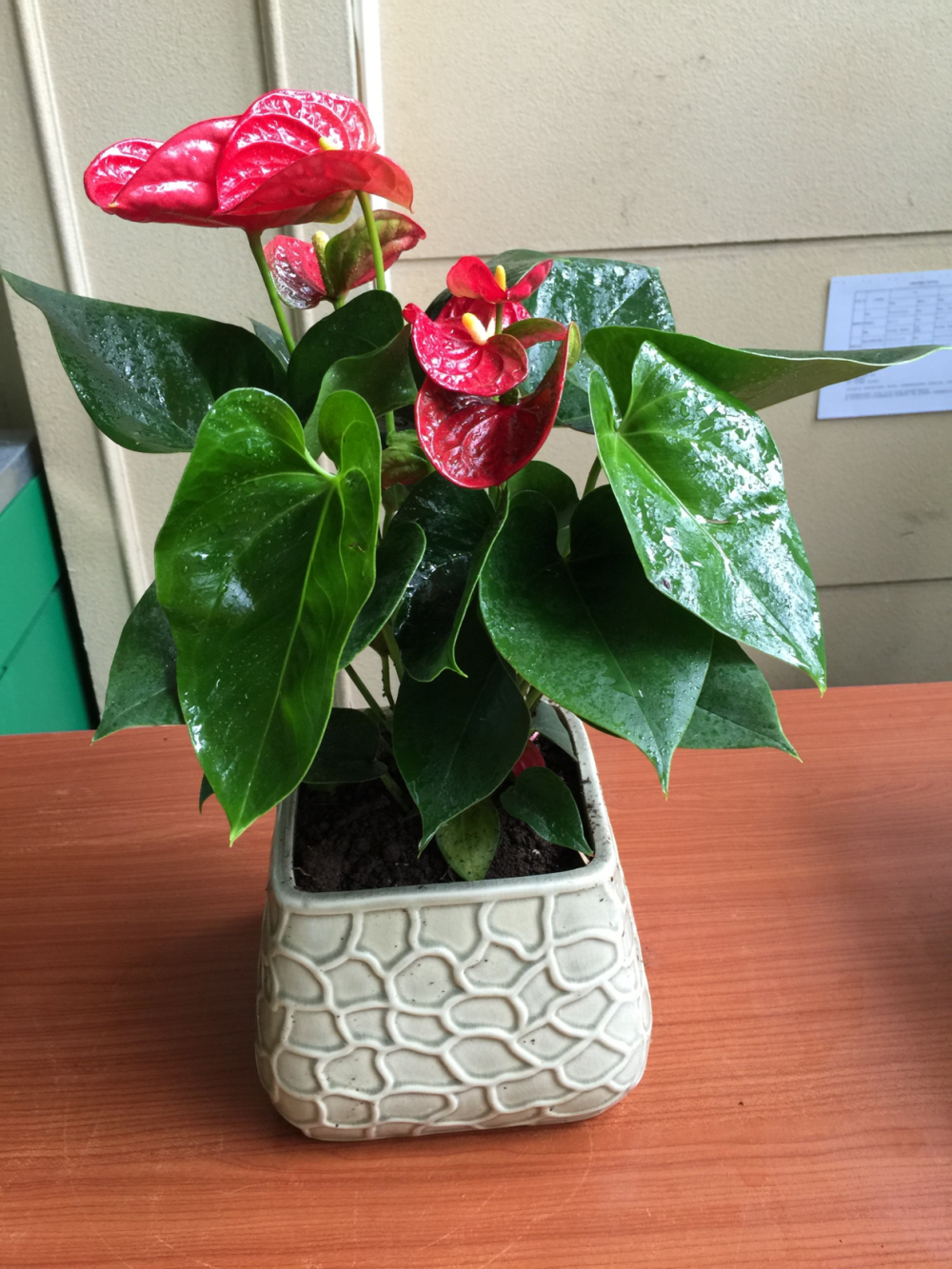 养护“红掌”, 这一招你要用, 开花艳丽, “叶片”绿到冒油!