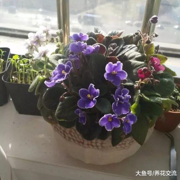 初学者养护非洲紫罗兰盆栽的几个技巧, 花谢后促进再次开花的技巧