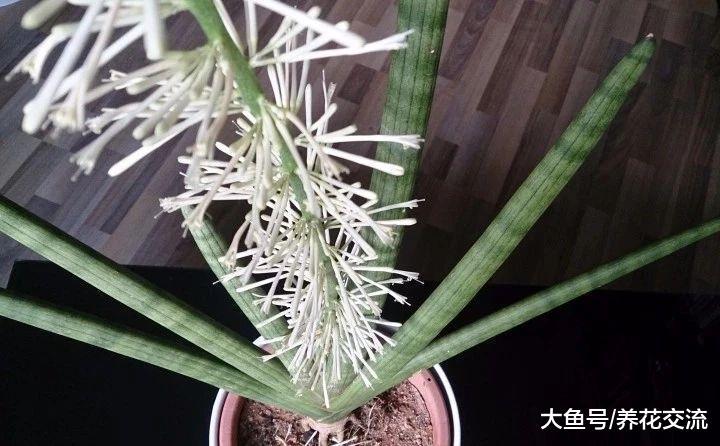 名字叫佛前香的虎皮兰, 你看到过它开花么?