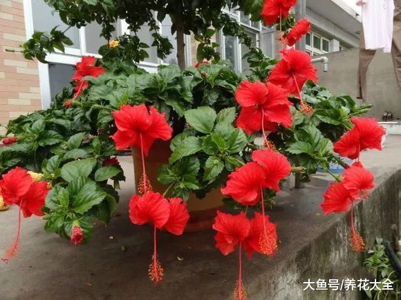 这6种花正好现在养, 花大色艳, 一不下心养满盆!