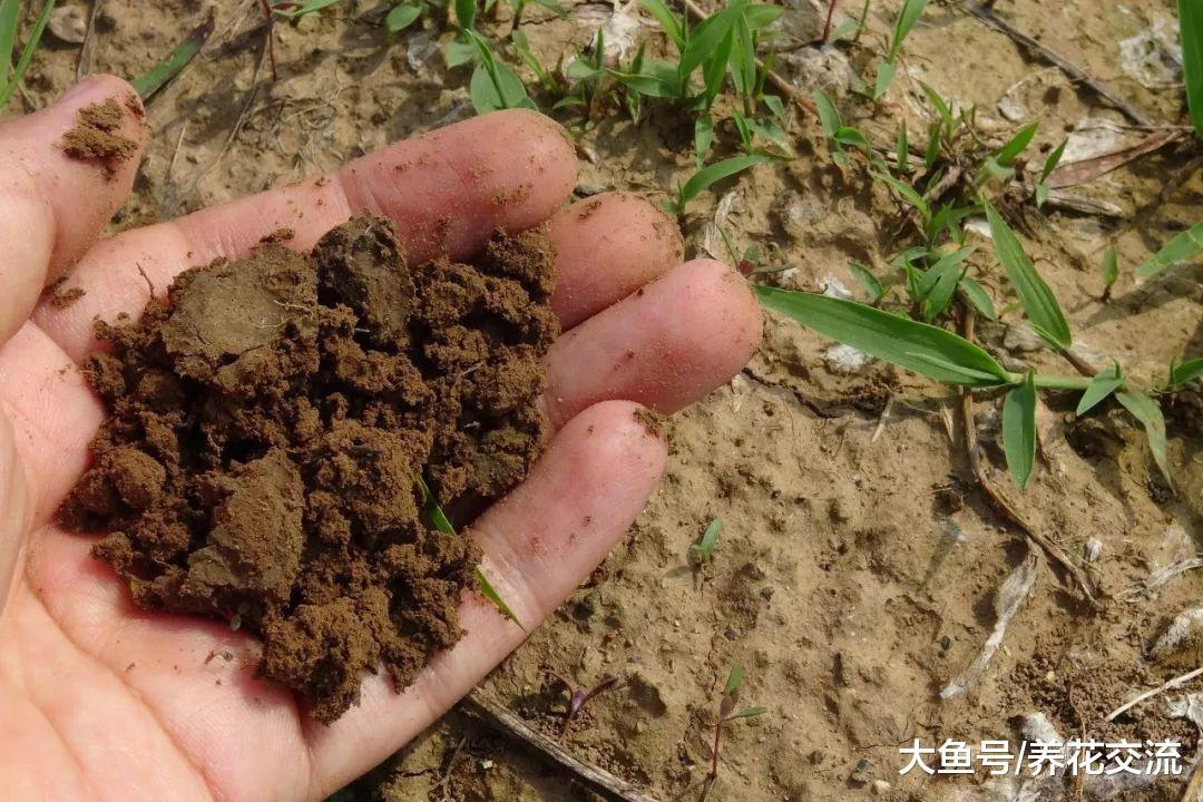 这5种生活常见的生活废料, 没想到都是养花的好肥料, 不要浪费了