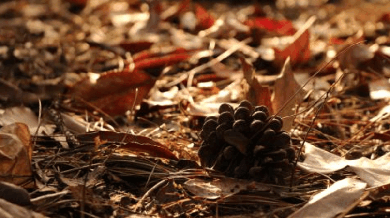 趁着出门赏秋, 捡点树叶回来, 连肥料都省了!