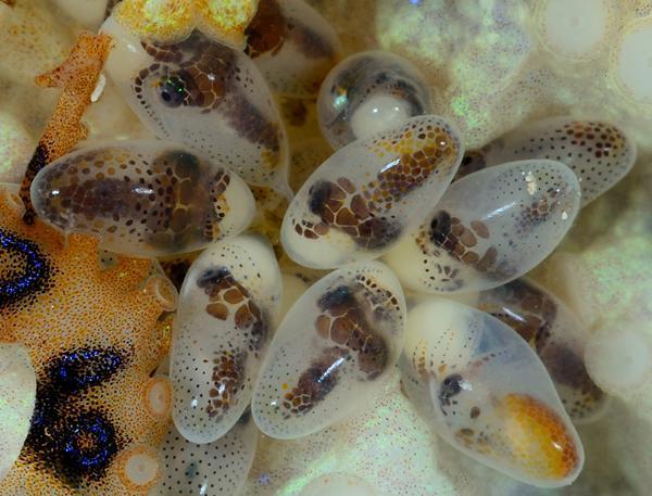 男子深海潜水发现章鱼, 仔细查看其身边的物体让人不相信