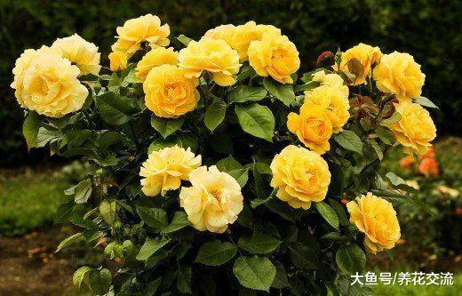 多年生开花植物最常见的病虫害, 学会后养好花就很轻松