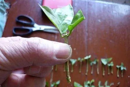 这几种花别大意, 夏天这样养, 越长越茂盛!