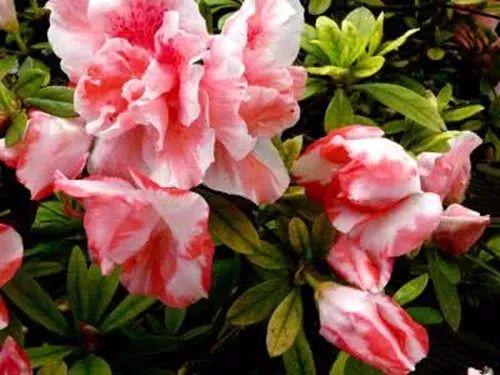 养殖的植物总是黄叶? 老司机告诉你绝对离不开这些原因!