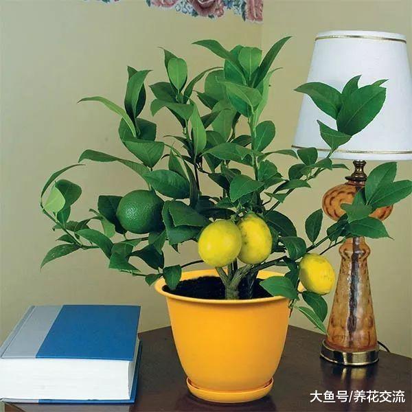 这八种可食用的植物种在院子和阳台, 一年四季吃喝不愁