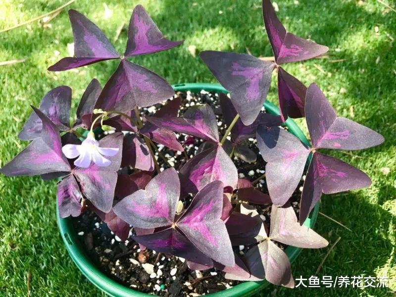 这种盆栽植物养在窗台, 看起来像是有一群蝴蝶在家里飞舞
