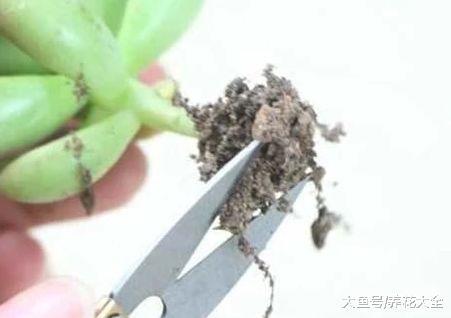 多肉不修根难怪养不好, 教你几招, 蹭蹭长满盆!