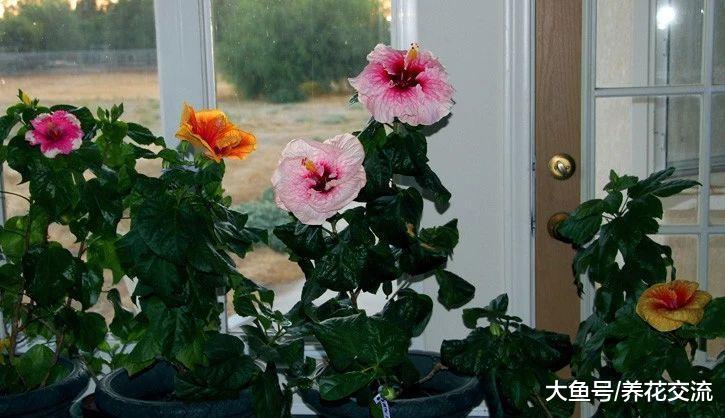 扶桑花保持常年开花的几个小秘诀, 你都做对了么?
