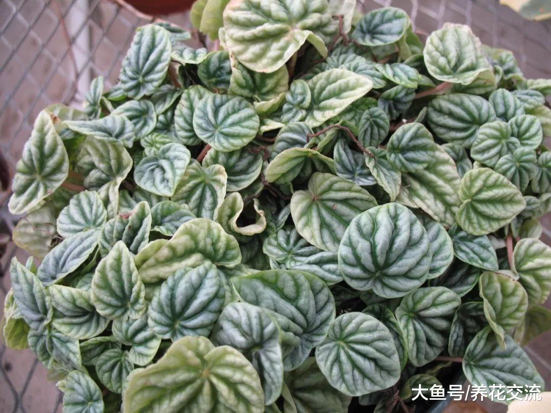 10种适合盆栽养护的耐阴植物, 光线阴凉处也能长旺盛