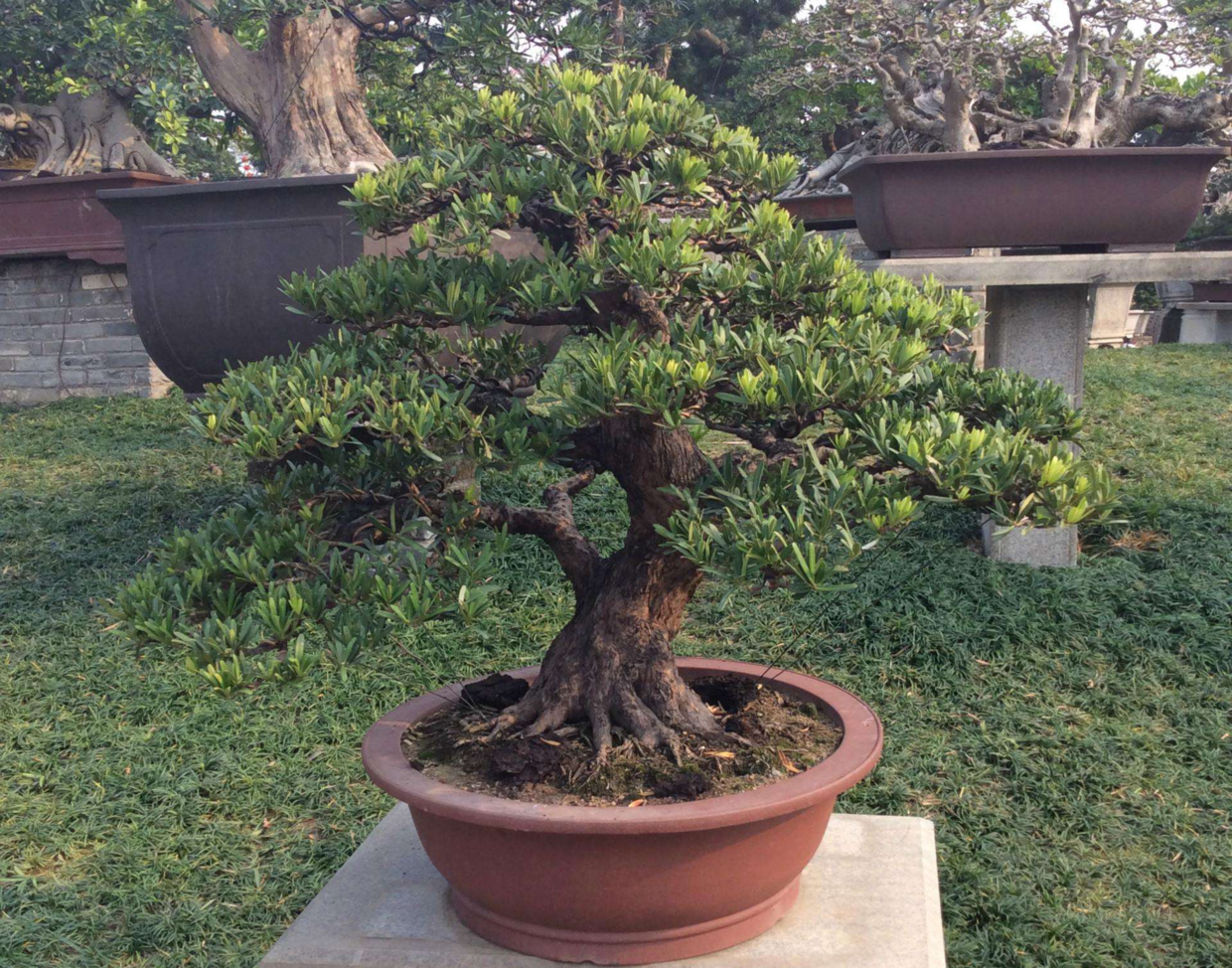 这4种树别轻易送人, 它们越老越贵, 价格蹭蹭长!