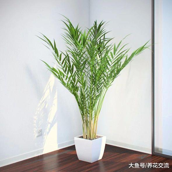 这5种室内植物可以净化空气, 缓解对宠物的过敏症状