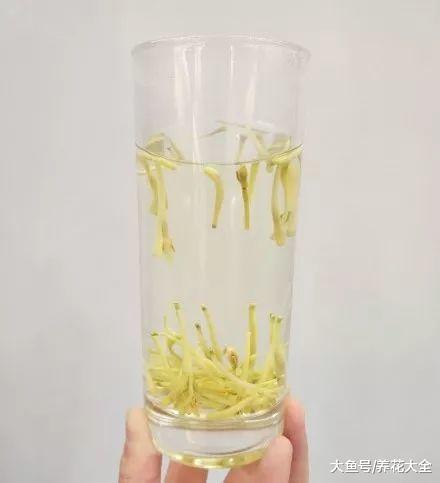 还在花钱买药? 种上这5种花, 省得不是一点点!