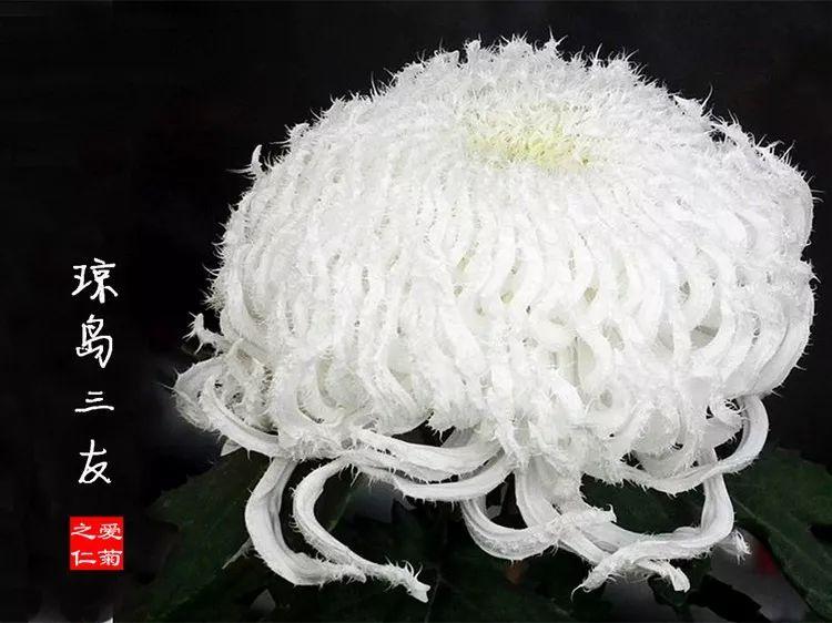 这50种菊花, 圆滚滚的还带爪子, 美的让人流口水!