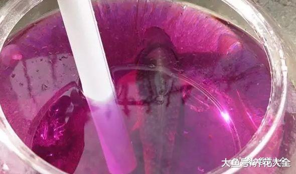 水培瓶里加点药片, 不但能消除臭味, 而且不招虫!