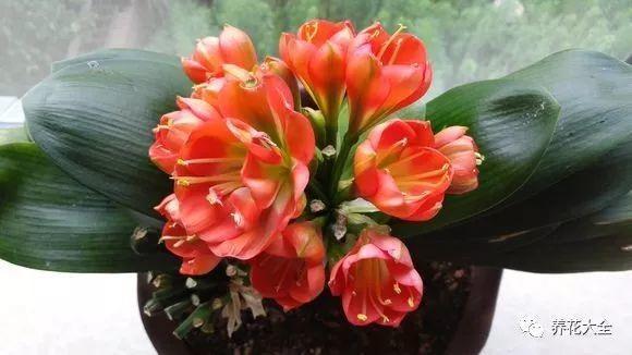 君子兰夏天休眠? 带盆埋在沙子里, 开成一个大花球!