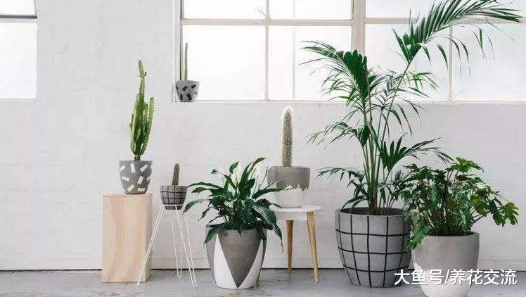 适合摆放在桌面上的五种清秀观叶盆栽, 看起来精致、靓丽