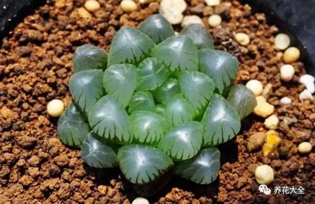 夏天养玉露, 这样喷点水, 叶子水灵灵像果冻!