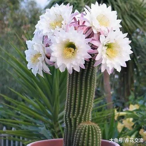 7种长相清奇的室内盆栽仙人掌, 还能在顶部开花艳丽大花