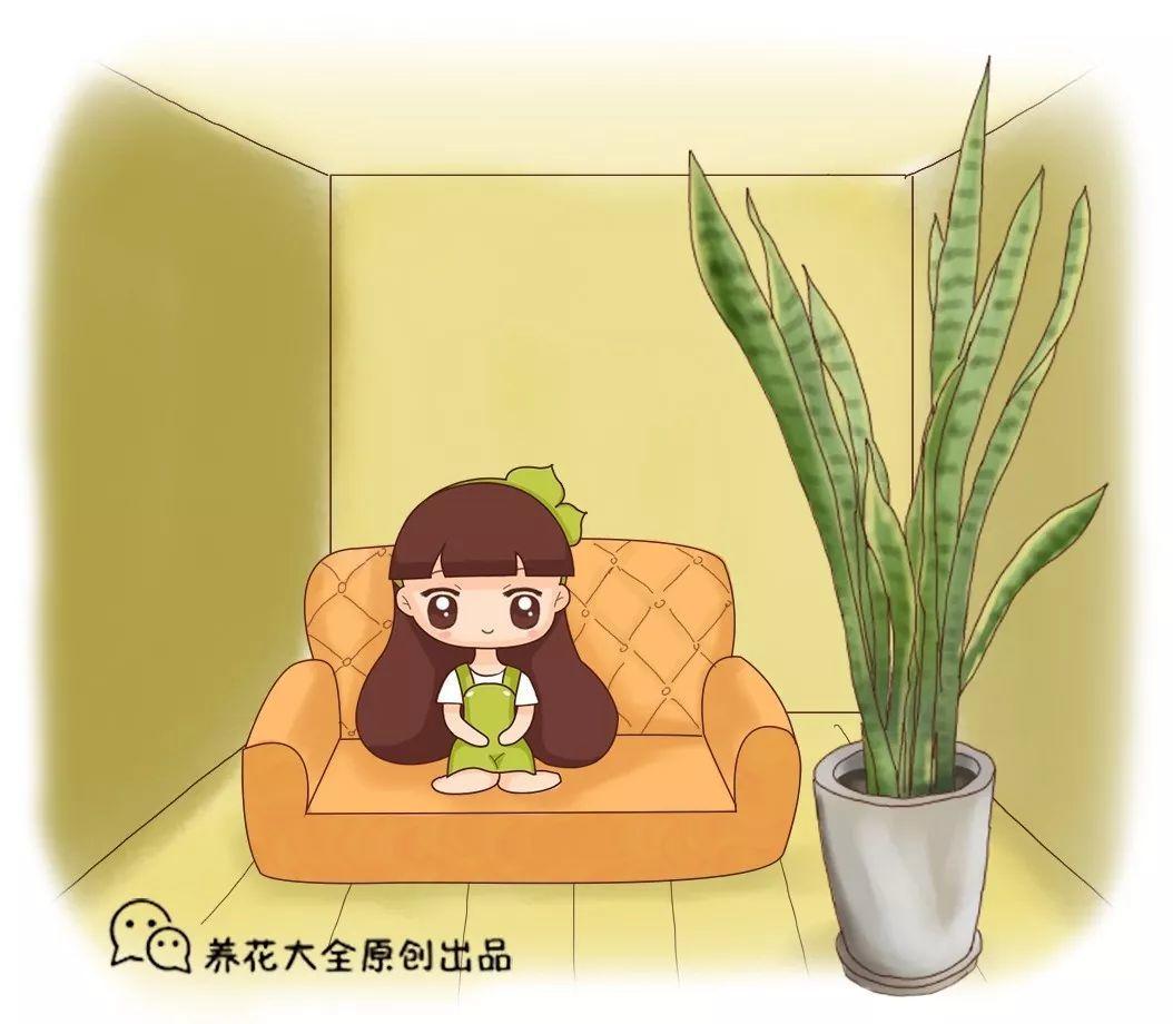 家里的花难养活? 换成这4种, 一年就能长满盆!
