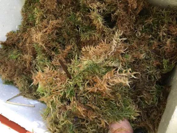 兰花装进塑料袋, 一夜捂出8个芽, 老花农都佩服!