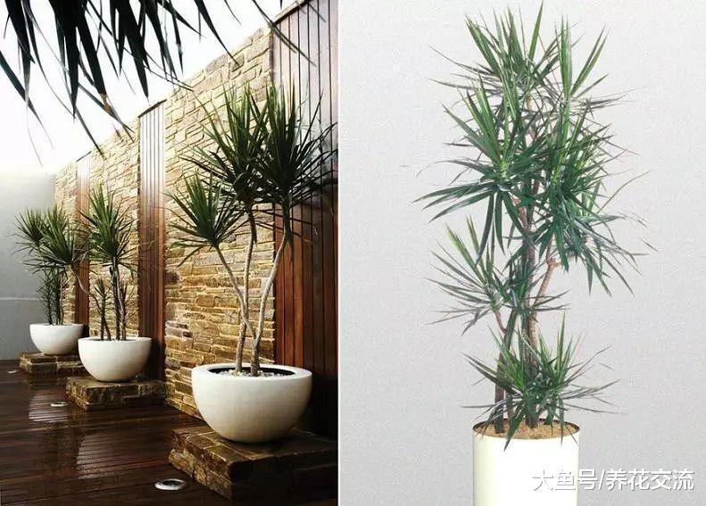高大别致的热带大型盆栽千年木, 净化空气能力好