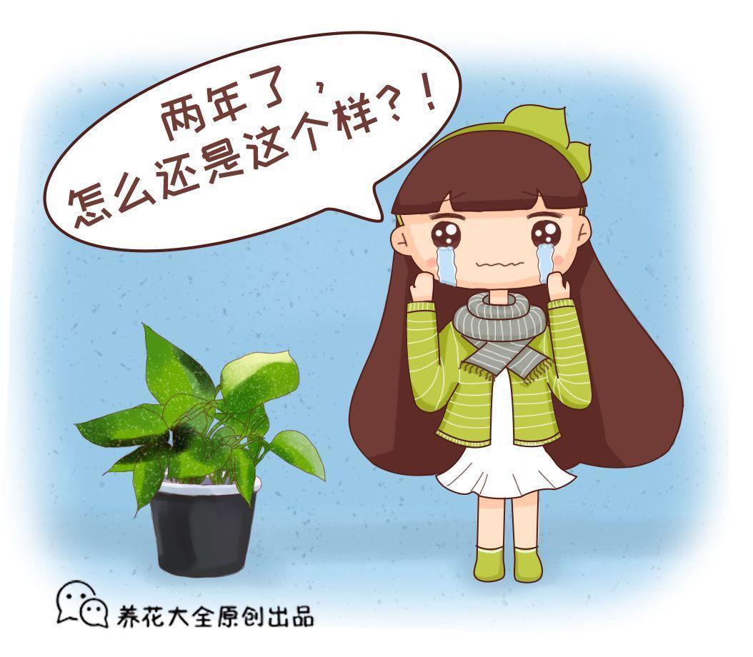 君子兰养好几年不长个, 老花农用2招, 新叶呼呼往外窜!