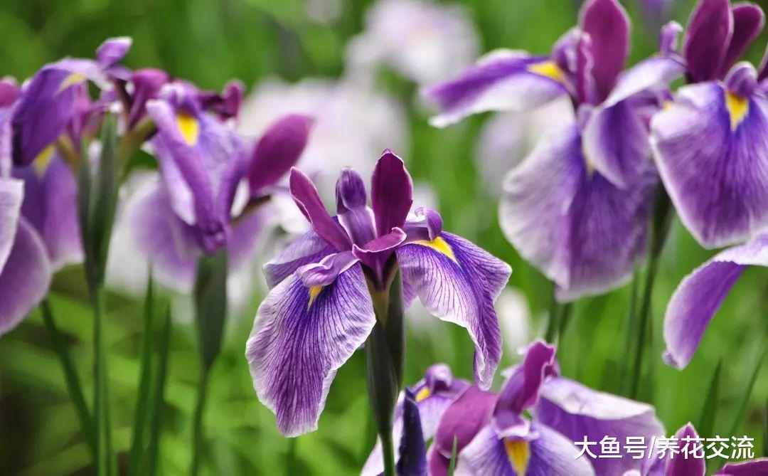 9种观赏性特别好的室内盆栽植物, 甚至可以养成吊盆