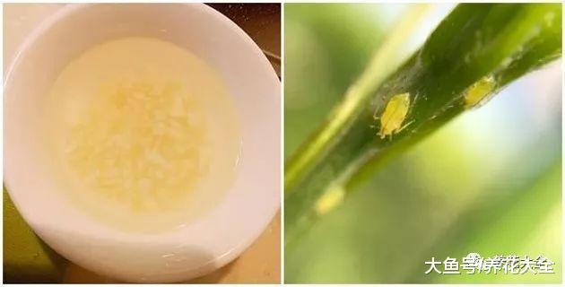 几粒大蒜埋花盆里, 虫子蚂蚁全杀光, 1个不留!
